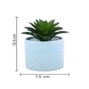 Highly Attractive Aloe Vera Plant With A Designer Ceramic Pot