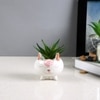 Adorable Piglet Planter With Green Aloe