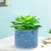Highly Attractive Succulent Plant With A Designer Ceramic Pot