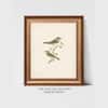 Artistry Brown Greenbirds Frame Canvas Wall Prints Canvas Wall Prints Set of 1 Multicolor Matte