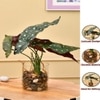 Transparent Glass Planter With Artificial Spotted Begonia Plant