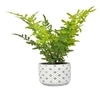 Diamon Patterned Pot With Artificial Fern