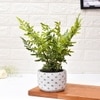 Diamon Patterned Pot With Artificial Fern