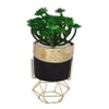 Artificial Succulent In Black & Gold Pot