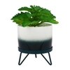 Attractive Fern With Dual Shade Ceramic Pot On A Green Stand