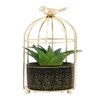 Aloe Vera Plant In Ceramic Pot With Attractive Bird Cage