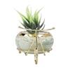 Aloe Vera Plant In Ceramic Pot On A Beautiful Cycle Cart