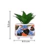Attractive Aloe Vera Plant With Leafy Print Ceramic Pot