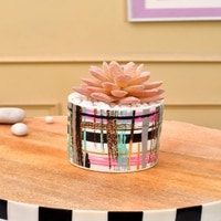 Sucullent Artificial Plant With Multicolored Stripes Along With Pot