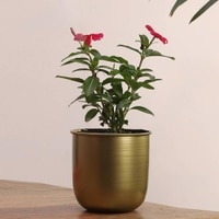 Lynlee Planter