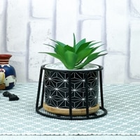 Highly Attractive Succulent Plant With A Geometric Patterned Ceramic Pot In A Stand