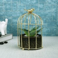 Aloe Vera Plant In Ceramic Pot With Attractive Bird Cage