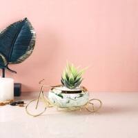 Aloe Vera Plant In Ceramic Pot On A Beautiful Cycle Cart