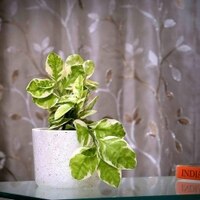 Linda White Marble Planter