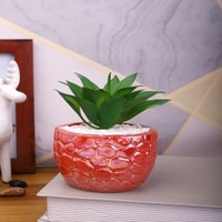 Attractive Aloe Vera Plant With Red Pebble Patterned Design Ceramic Pot