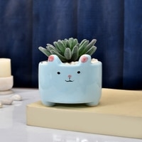 Petite Greens With Cute Cartoon Planter