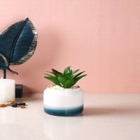 Pristine And Awe-Struck Indoor Succulent Plant With White Ceramic Pot