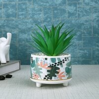 Attractive Aloe Vera Plant With Leafy Print Ceramic Pot
