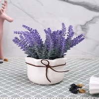 Highly Attractive English Lavender With A Ceramic Pot