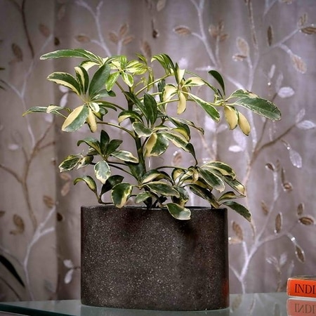 Jennifer Grey Marble Planter