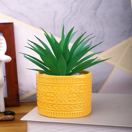 Highly Attractive Aloe Vera Plant With A Designer Ceramic Pot