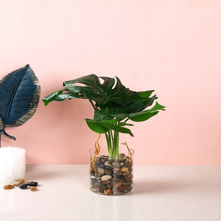 Artificial Swiss Cheese Plant With Glass Pot