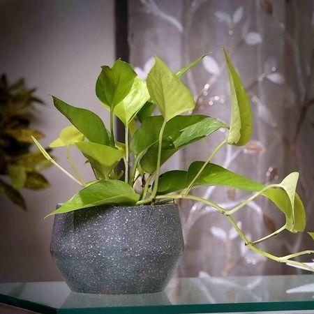 Dana Grey Marble Planter