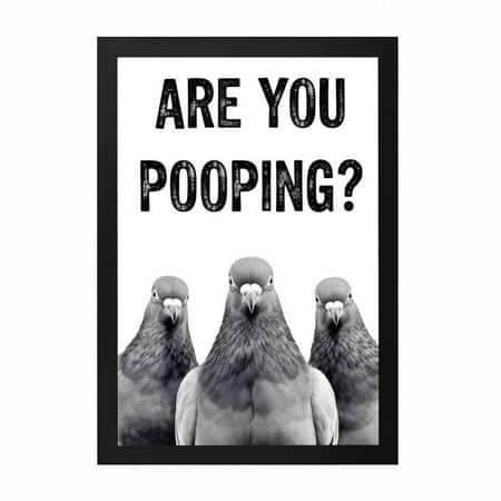 The Castle Decor Funny Are You Pooping Pigeons Wall Art 8x12 Inch