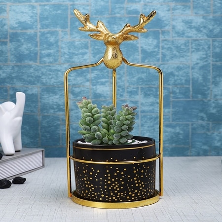 Highly Attractive Reindeer Cage Succulent Plant With A Ceramic Pot