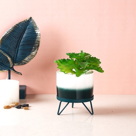 Attractive Fern With Dual Shade Ceramic Pot On A Green Stand