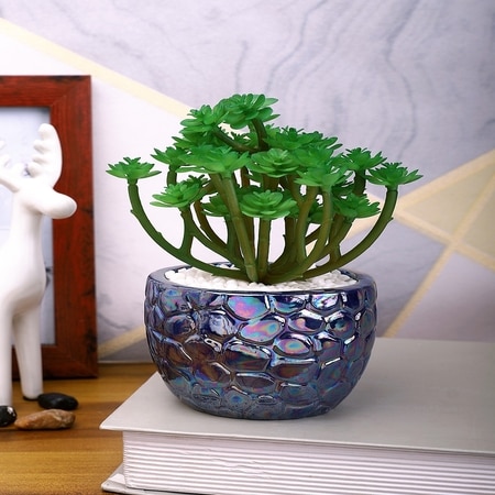 Attractive Succulent Plant With Blue Pebble Patterned Design Ceramic Pot