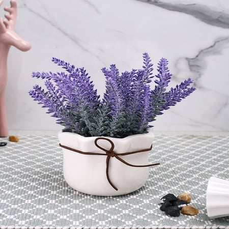 Highly Attractive English Lavender With A Ceramic Pot