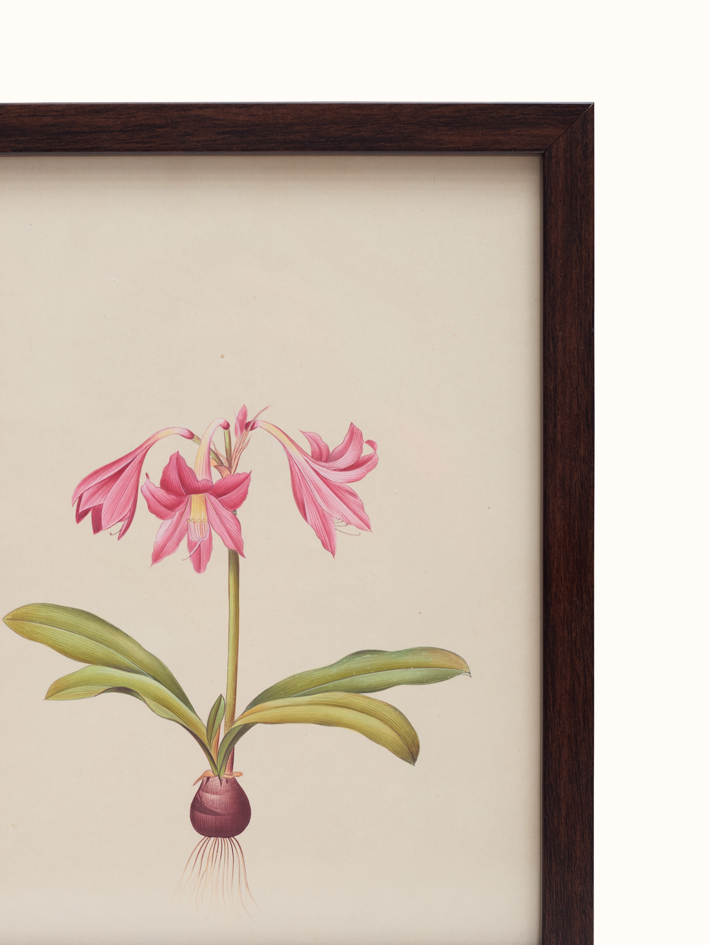 Amaryllis Miniature Painting
