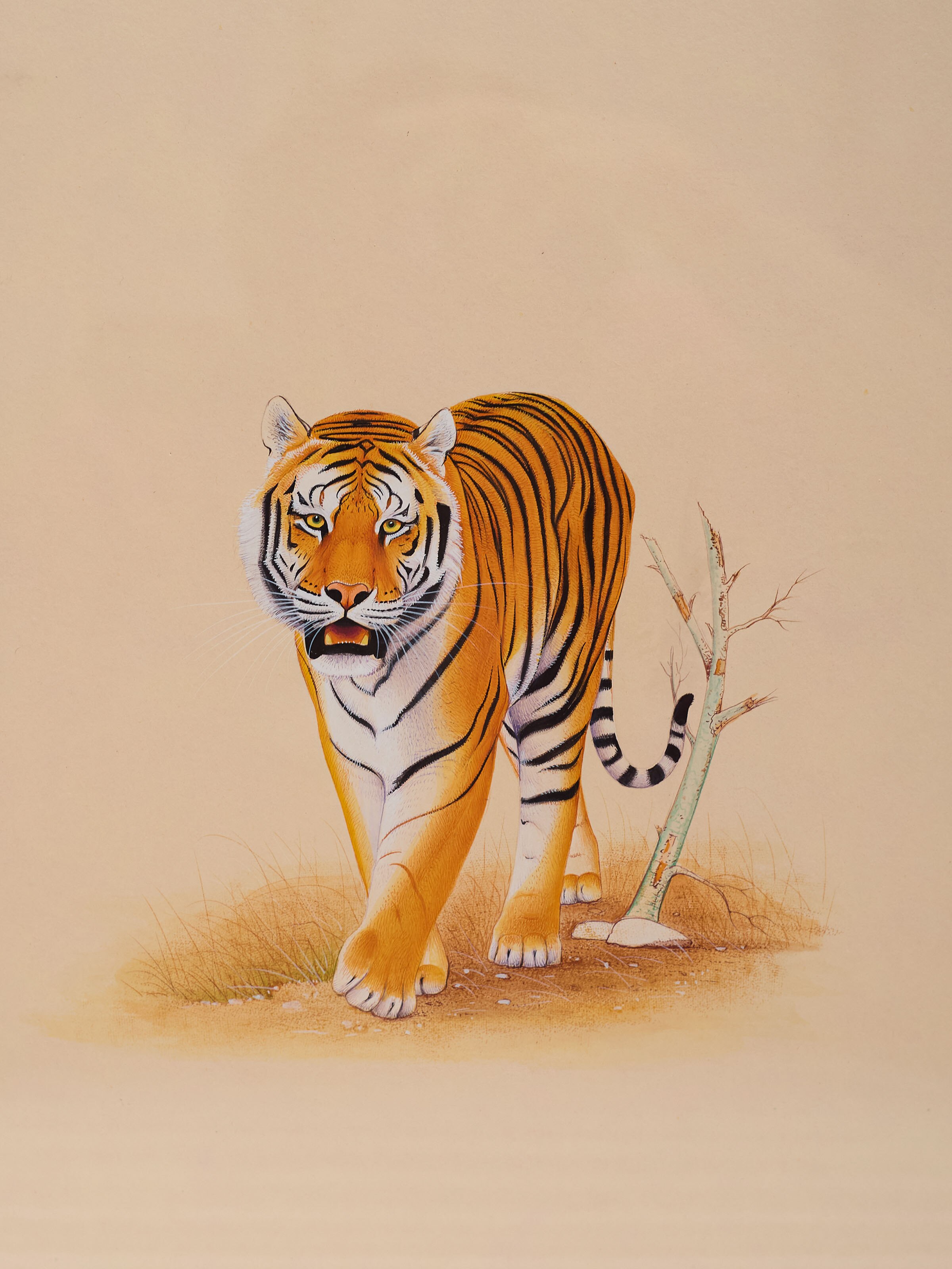 Tiger Miniature Painting