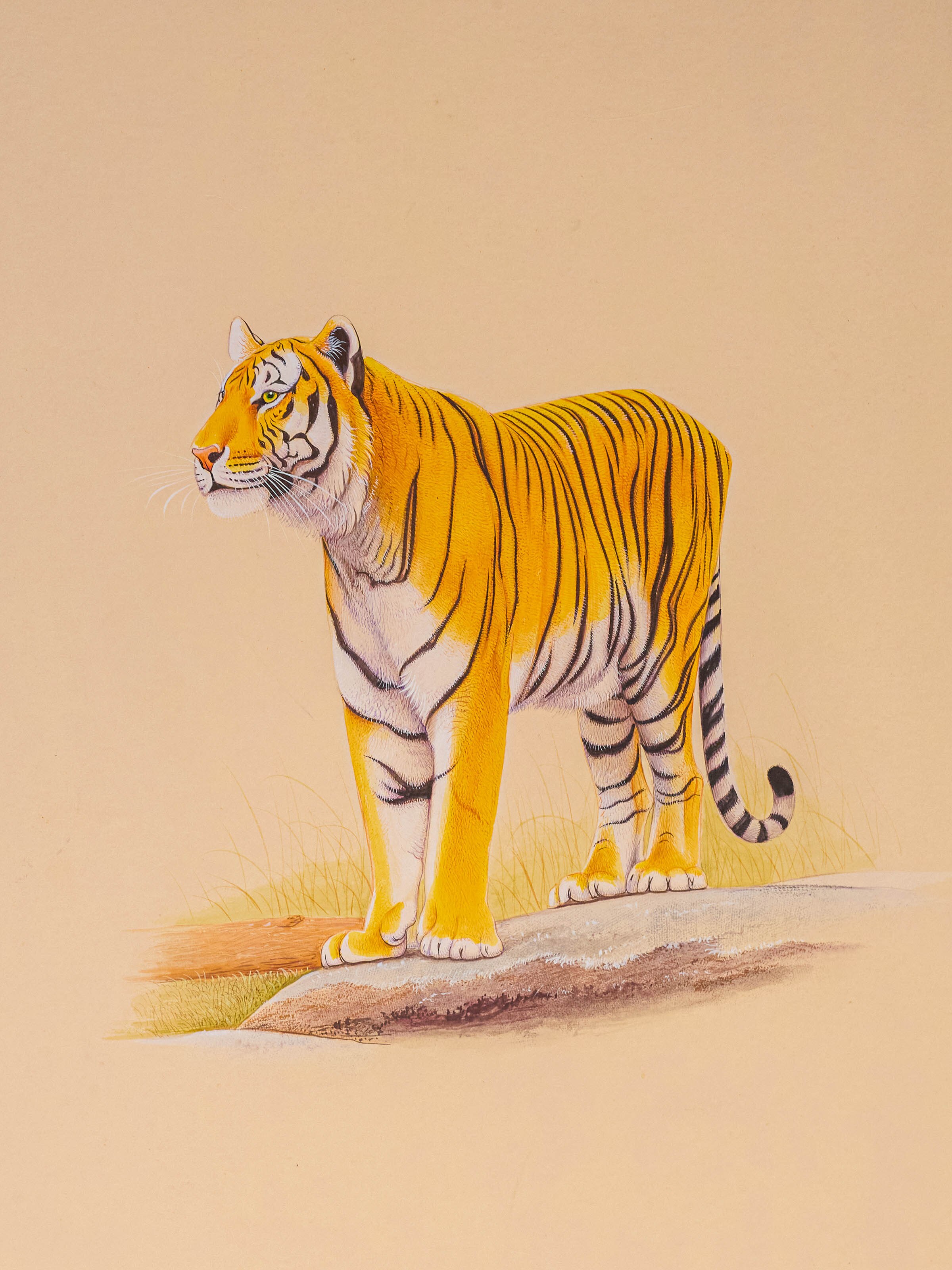 Tiger Miniature Painting