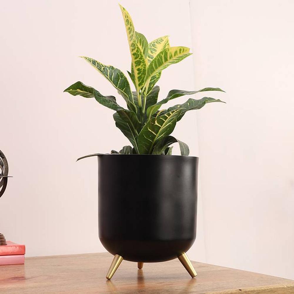 Harlie Planter