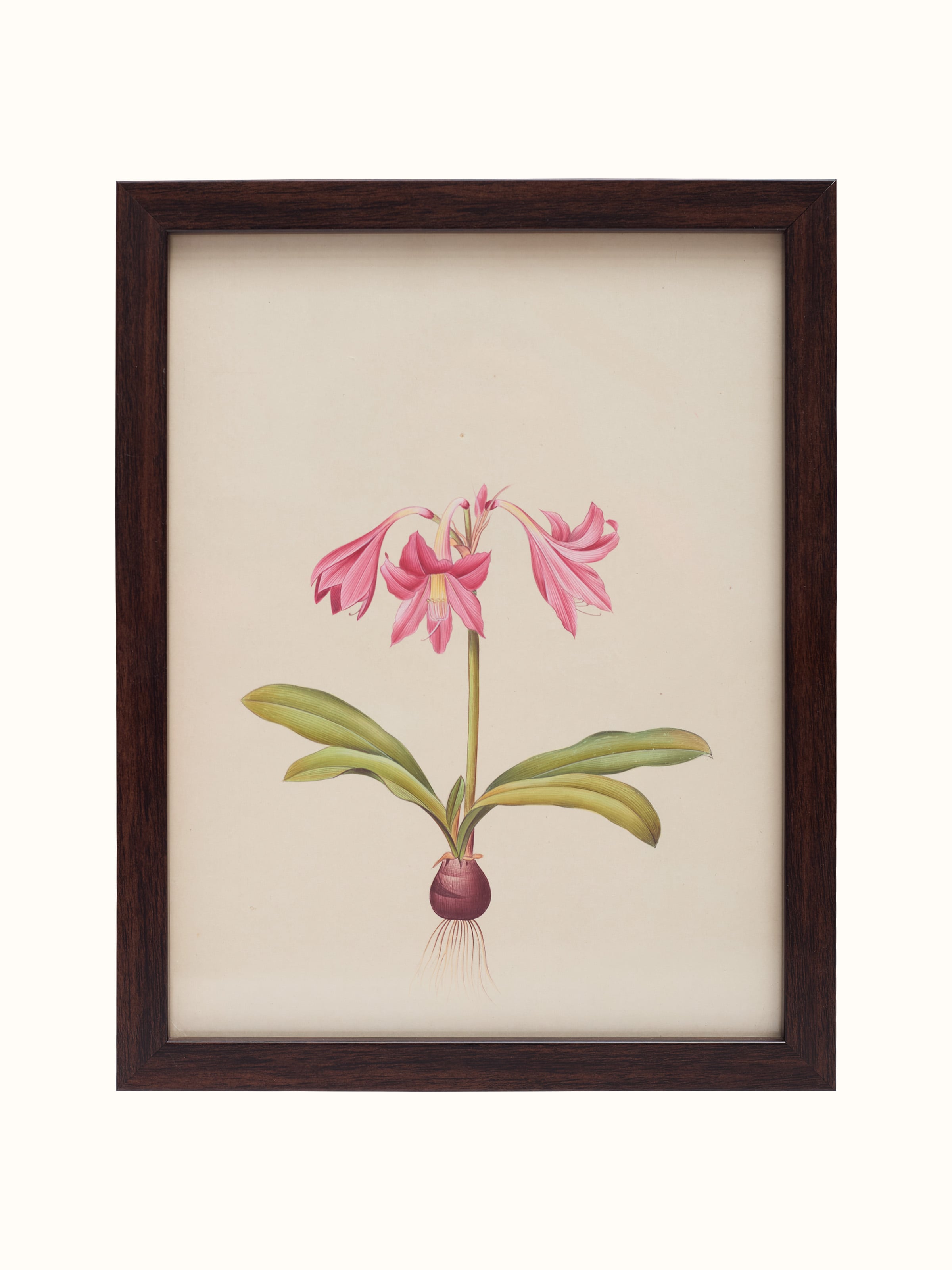 Amaryllis Miniature Painting