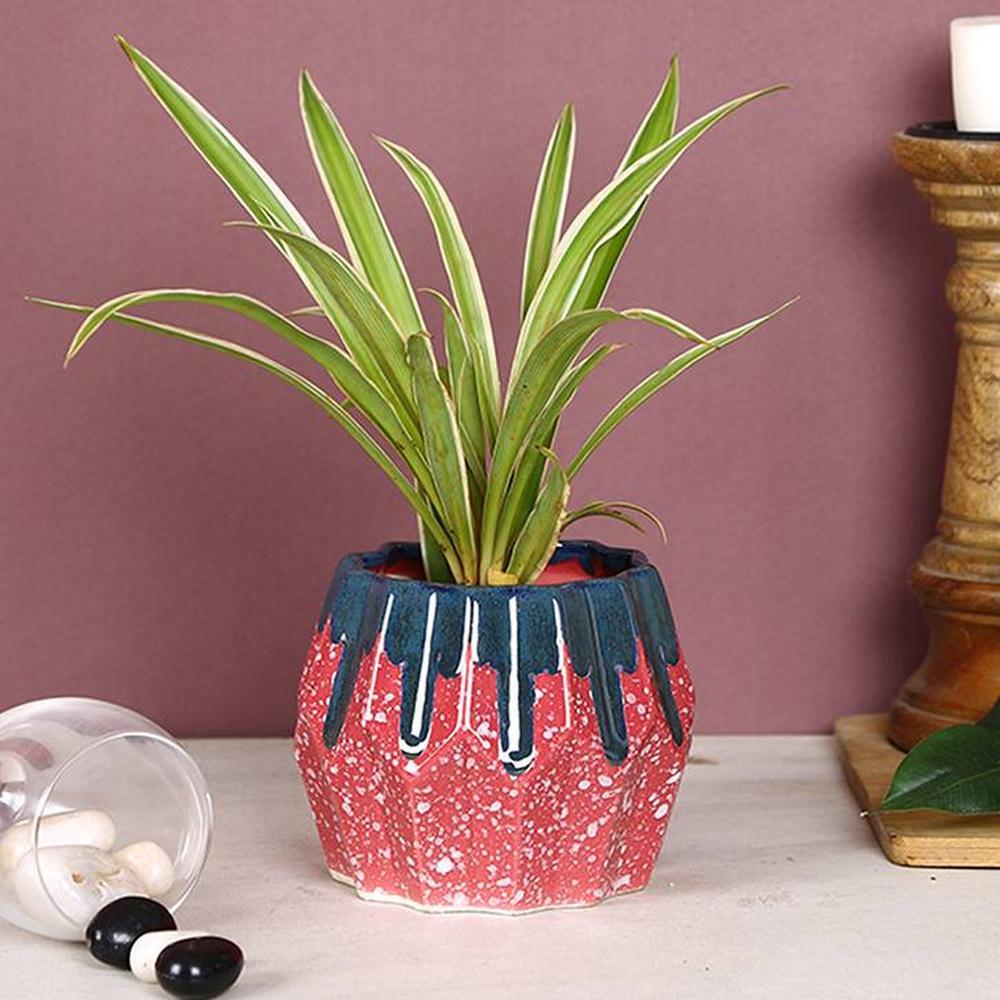 Vienna Planter