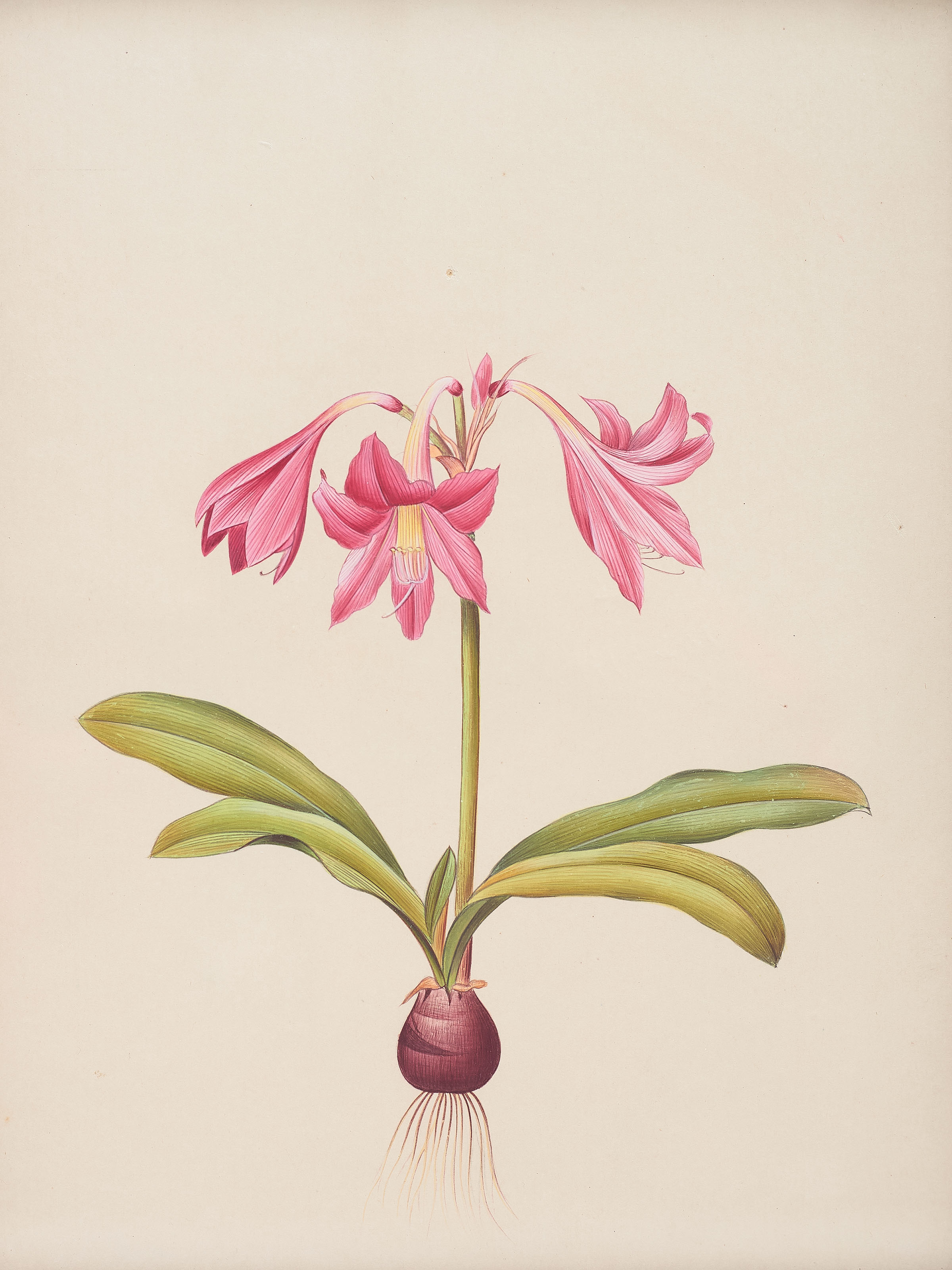 Amaryllis Miniature Painting