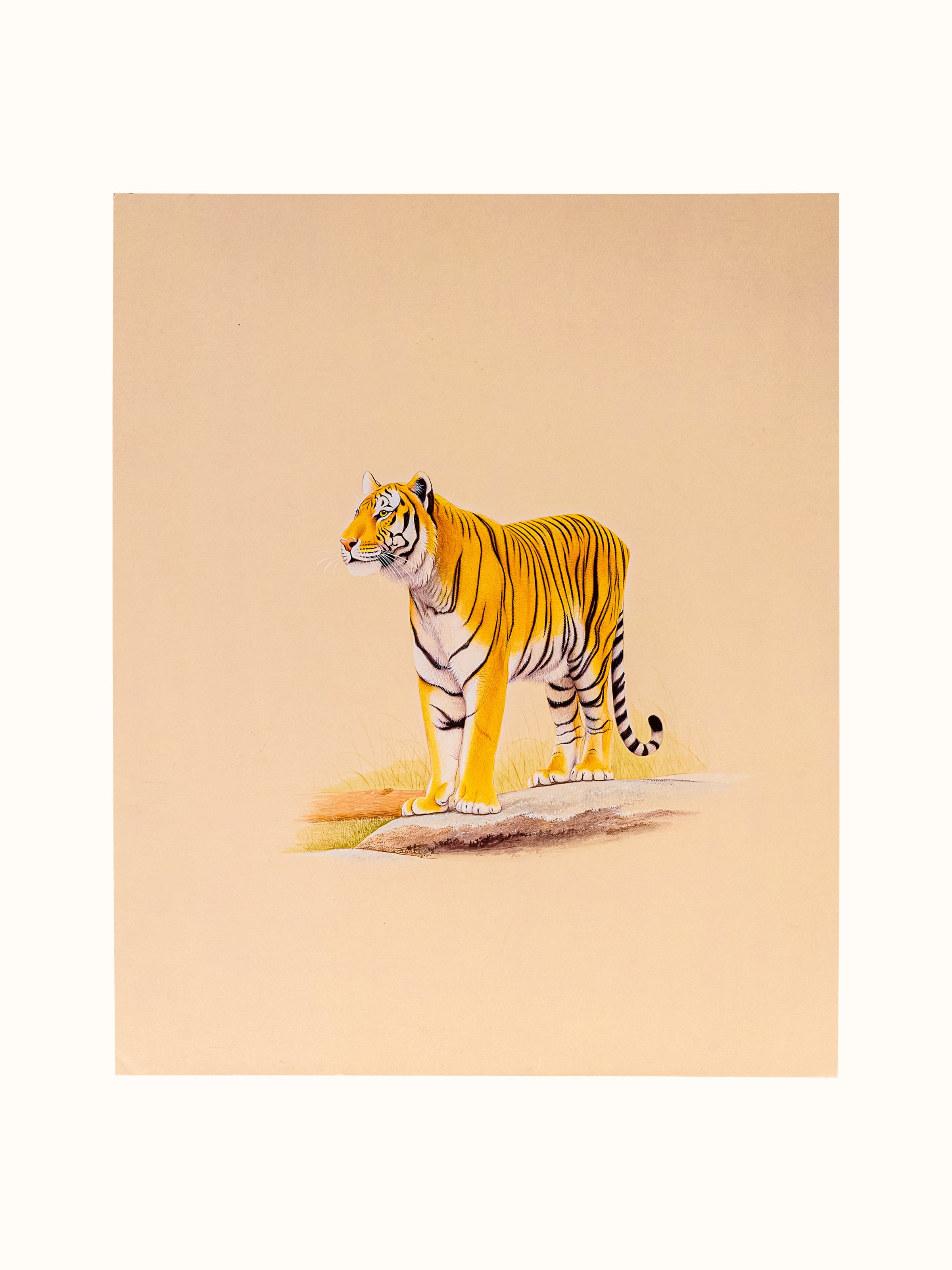 Tiger Miniature Painting