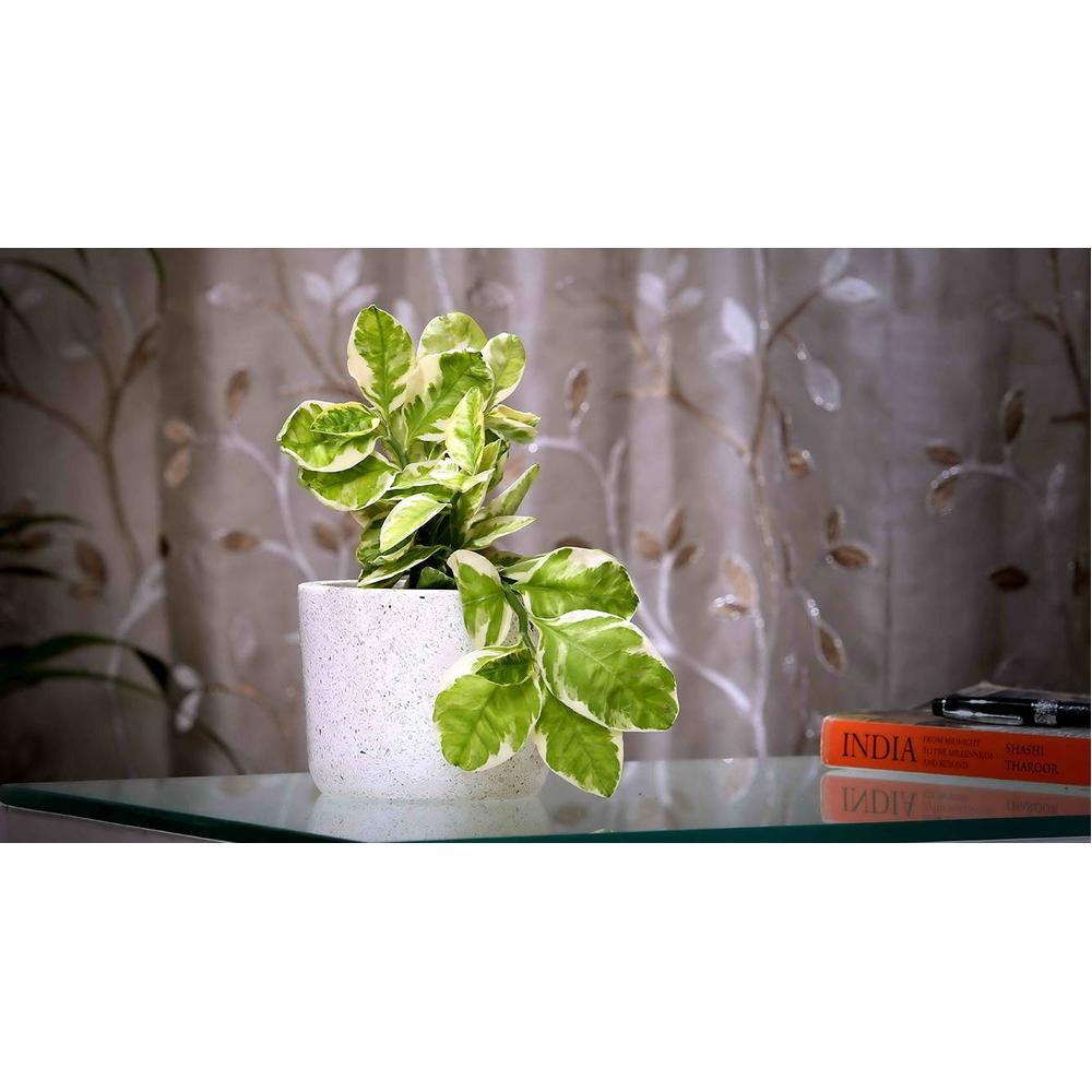 Linda White Marble Planter