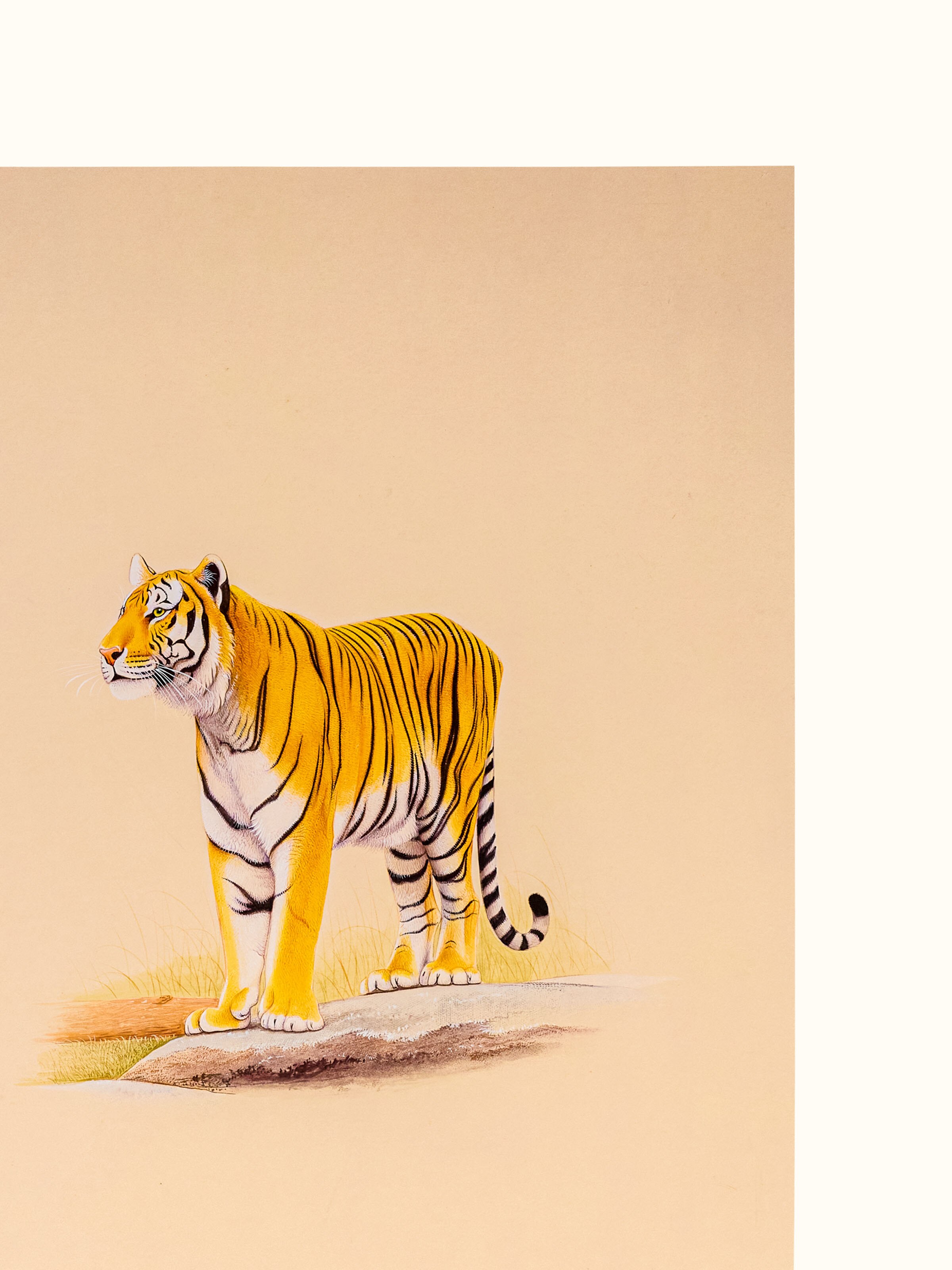 Tiger Miniature Painting