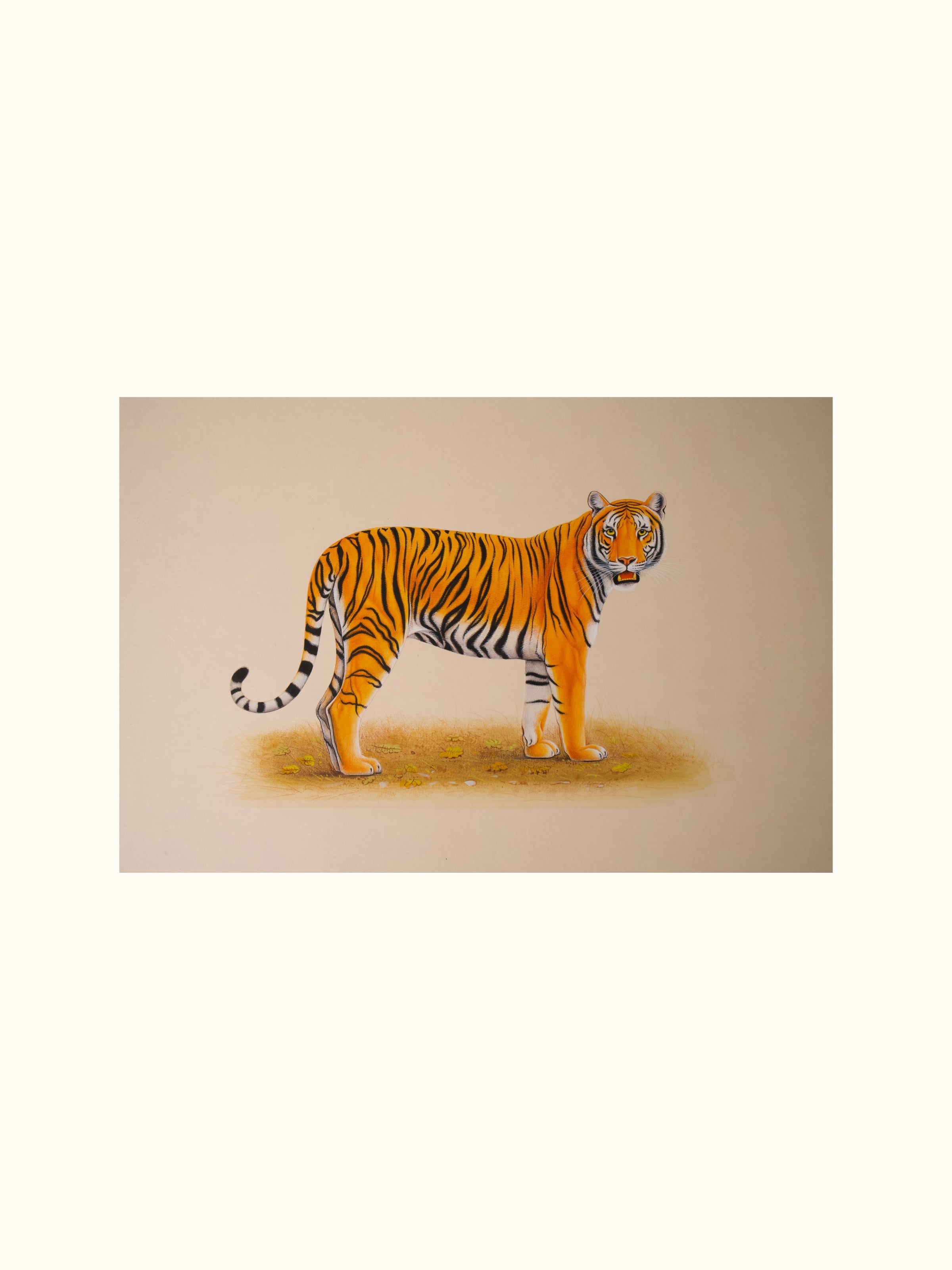 Tiger Miniature Painting
