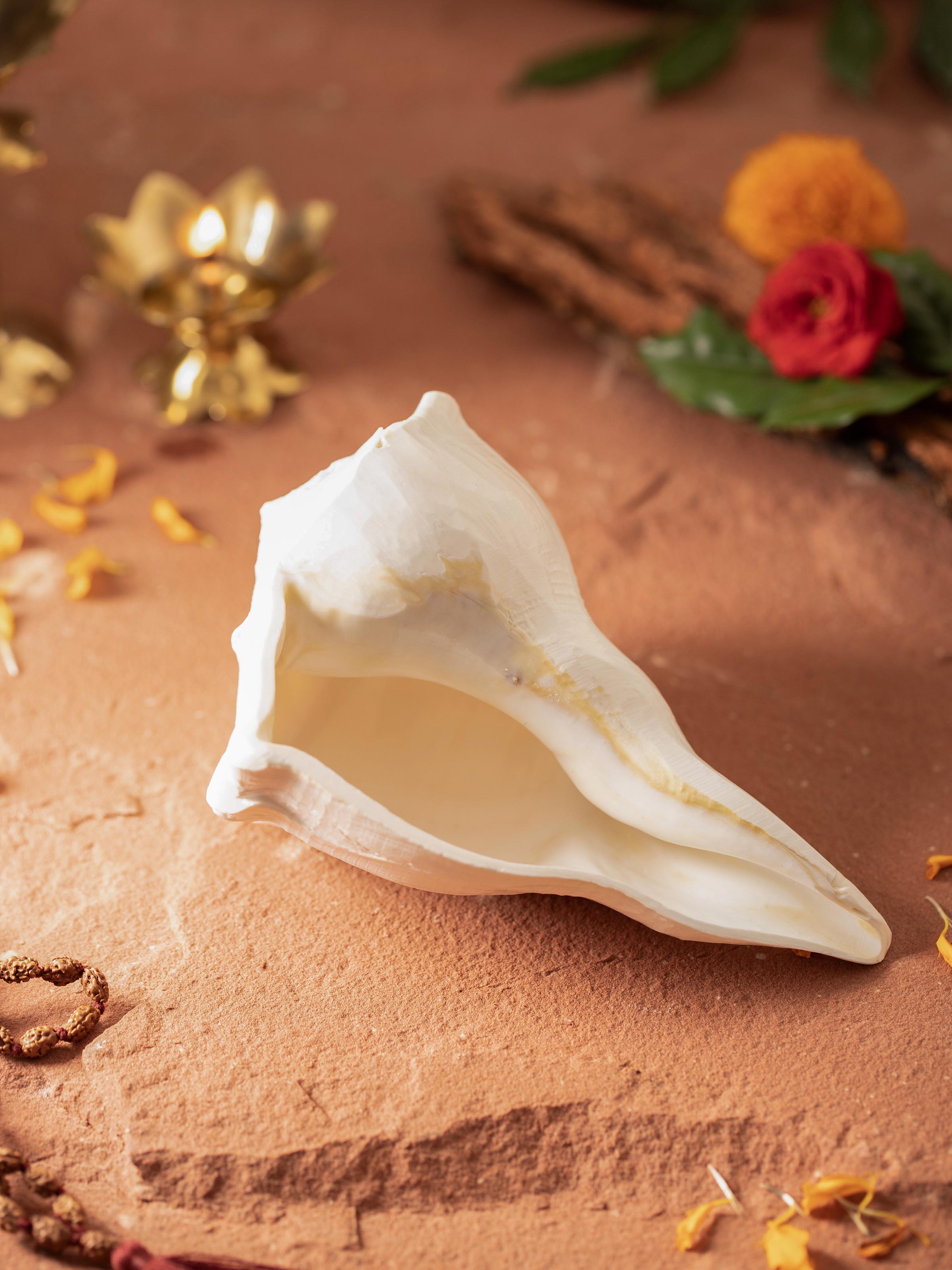 Side view of Sacred Carved Dakshinvarthi Conch Shell highlighting the detailed craftsmanship and elegant form.