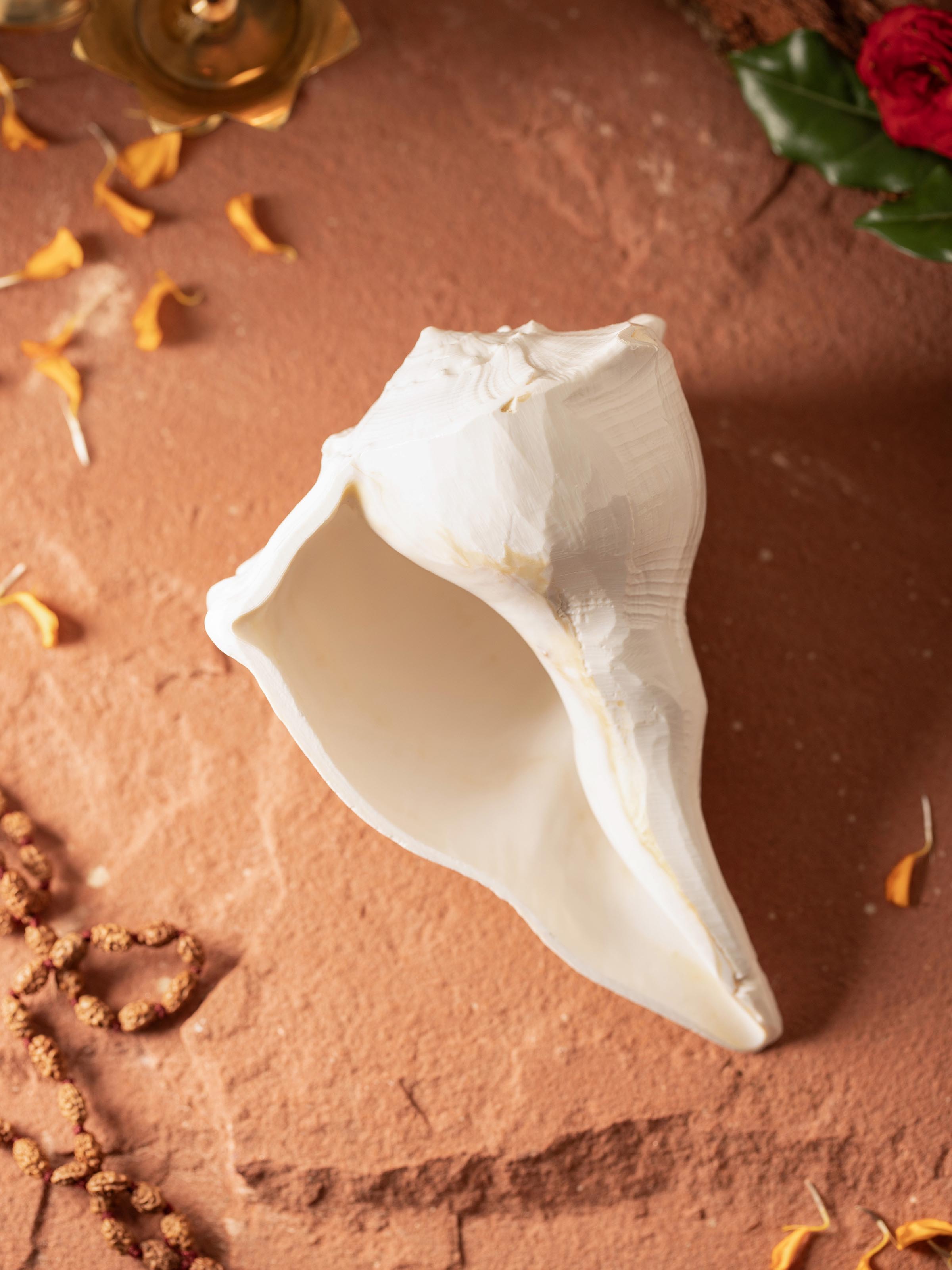 Close-up of Sacred Carved Dakshinvarthi Conch Shell focusing on the fine carvings and texture of the shell.