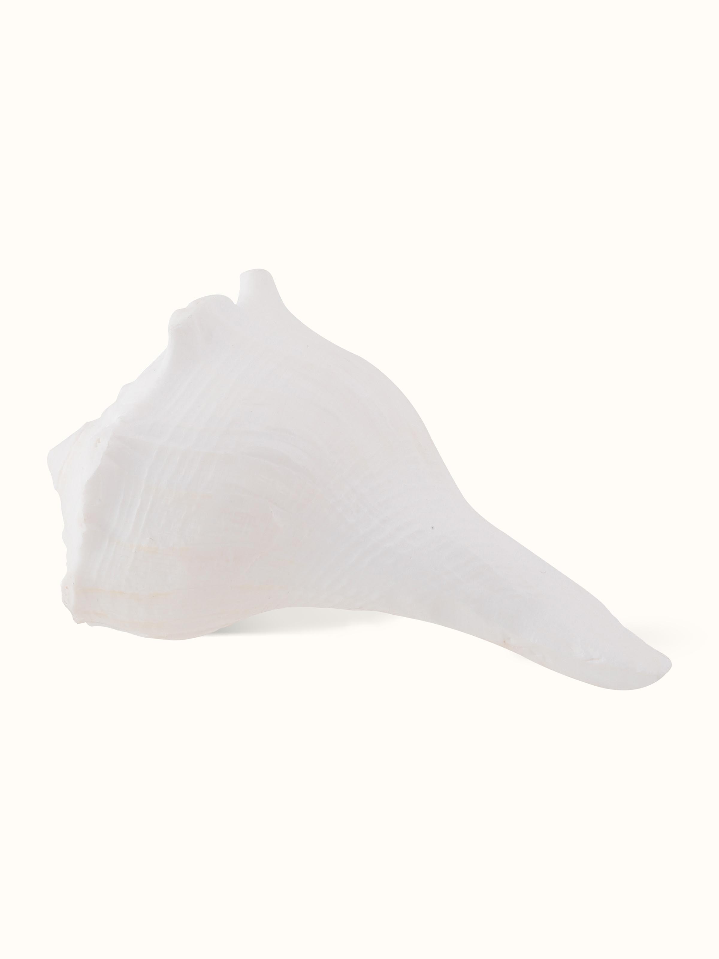 Top view of Sacred Carved Dakshinvarthi Conch Shell showing the overall shape and carved patterns.