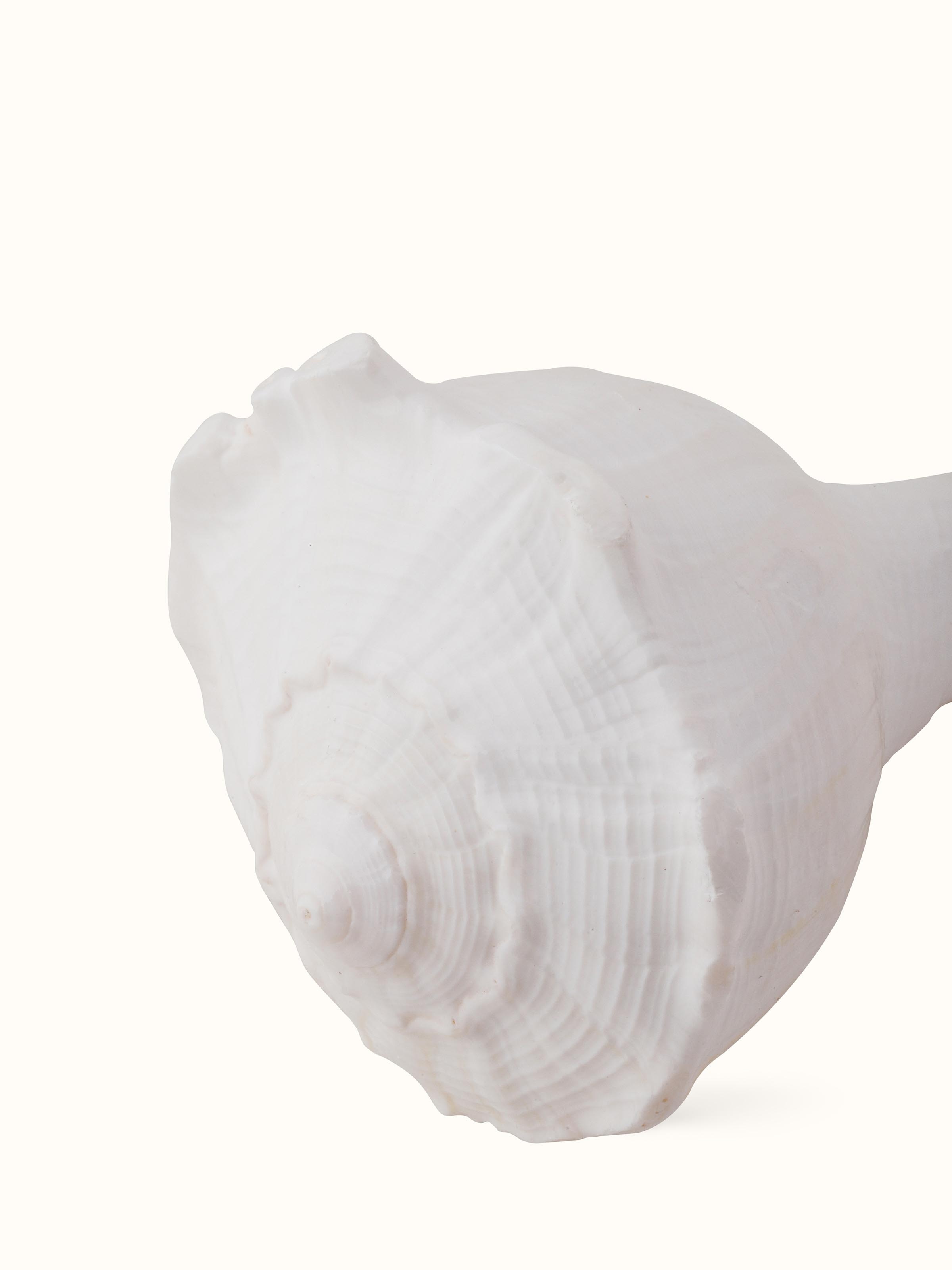 Back view of Sacred Carved Dakshinvarthi Conch Shell displaying the natural surface and shell's unique features.