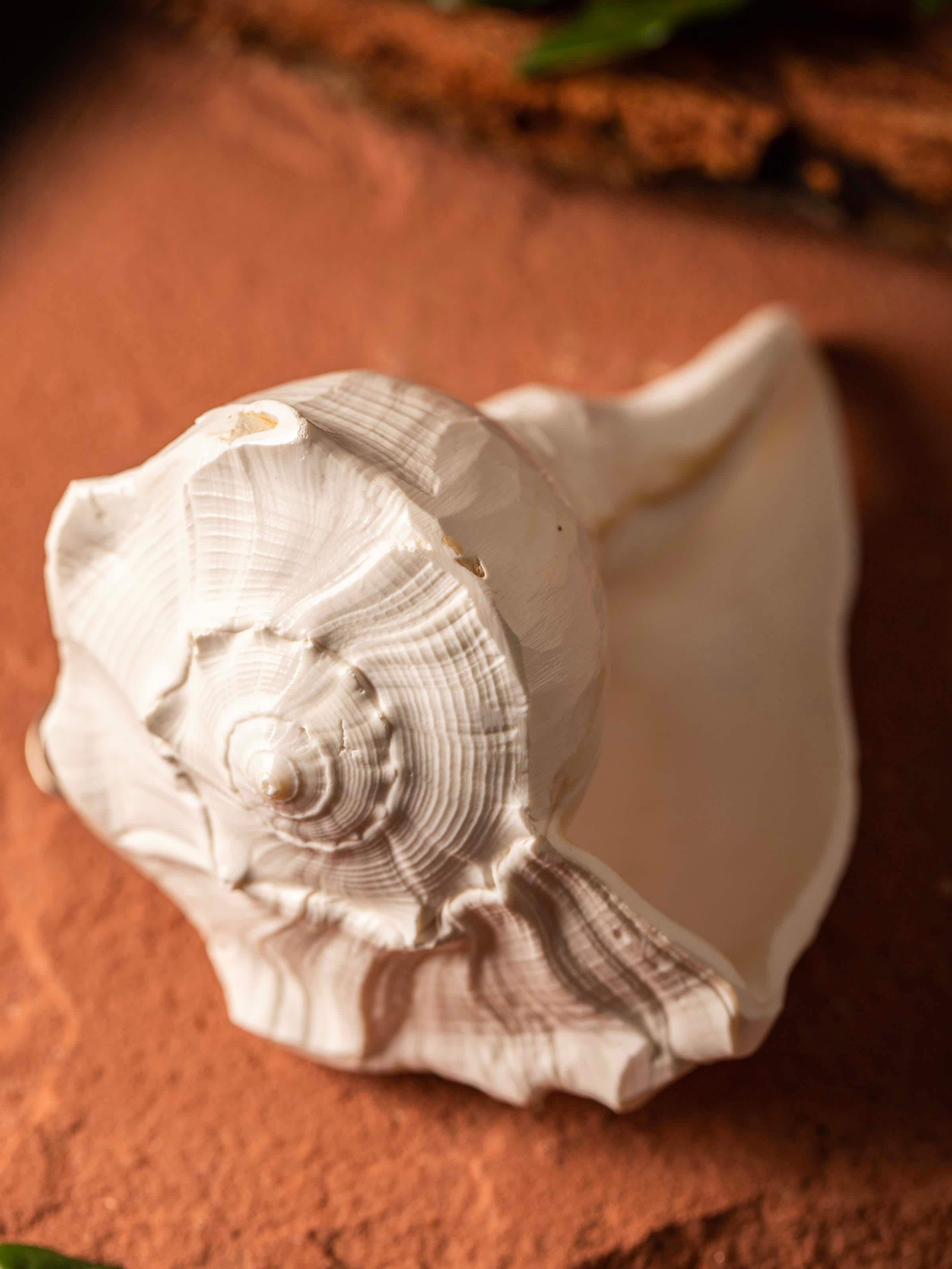 Close-up of Dakshinvarthi conch shell focusing on its unique spiral shape and sheen
