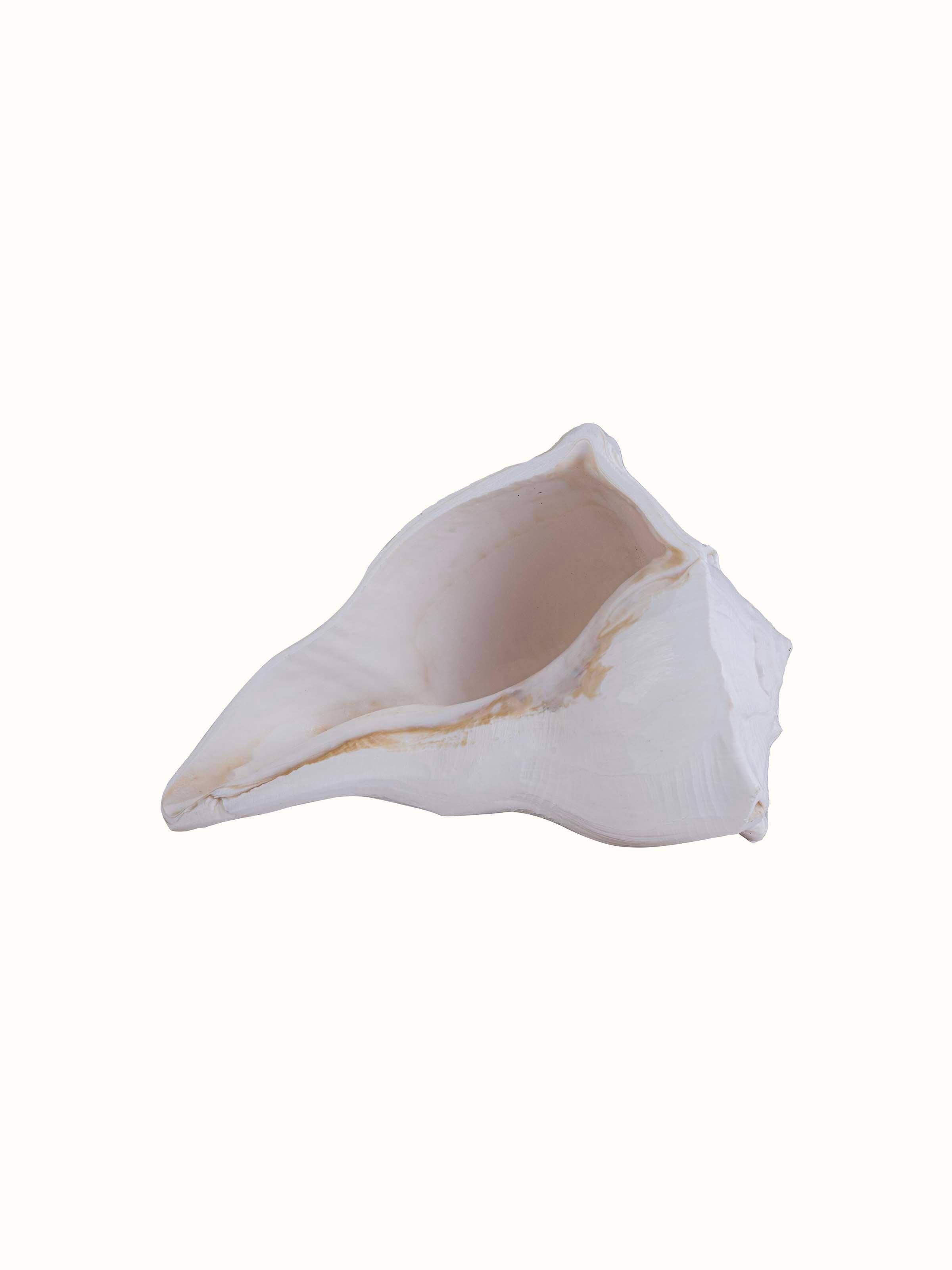 Dakshinvarthi conch shell displayed on a natural surface, emphasizing its elegant design