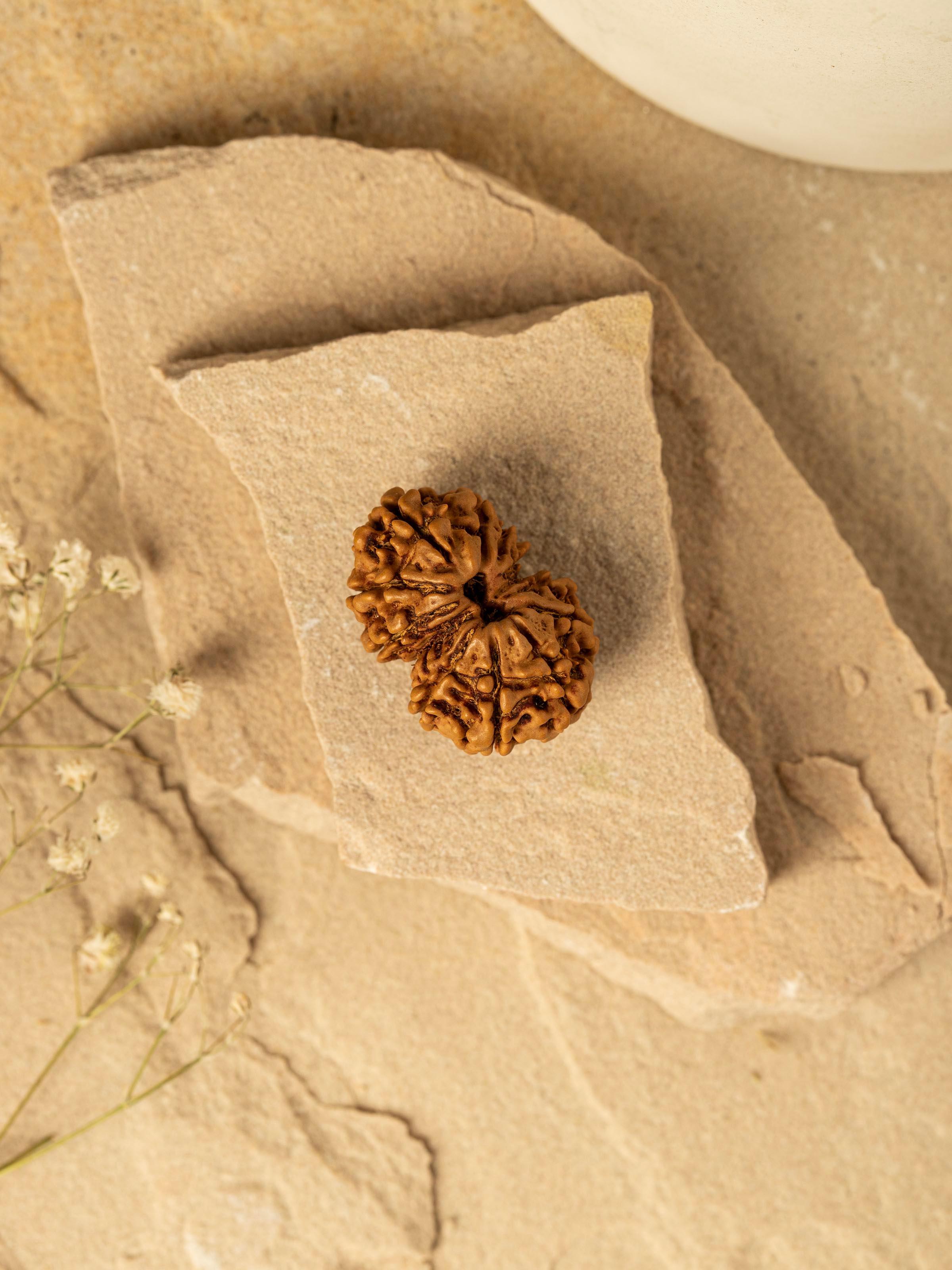 Close-up of Gaurishankar Rudraksha Pendant focusing on the intricate details and texture of the rudraksha.